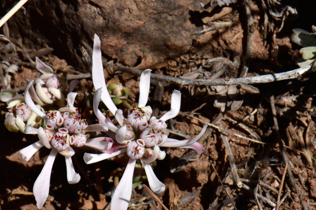 Sun Spurge is found in the southwestern United States in AZ, NM and TX and in the deserts of Sonoran and Chihuahuan, southward to Oaxaca, Mexico. Euphorbia radians 